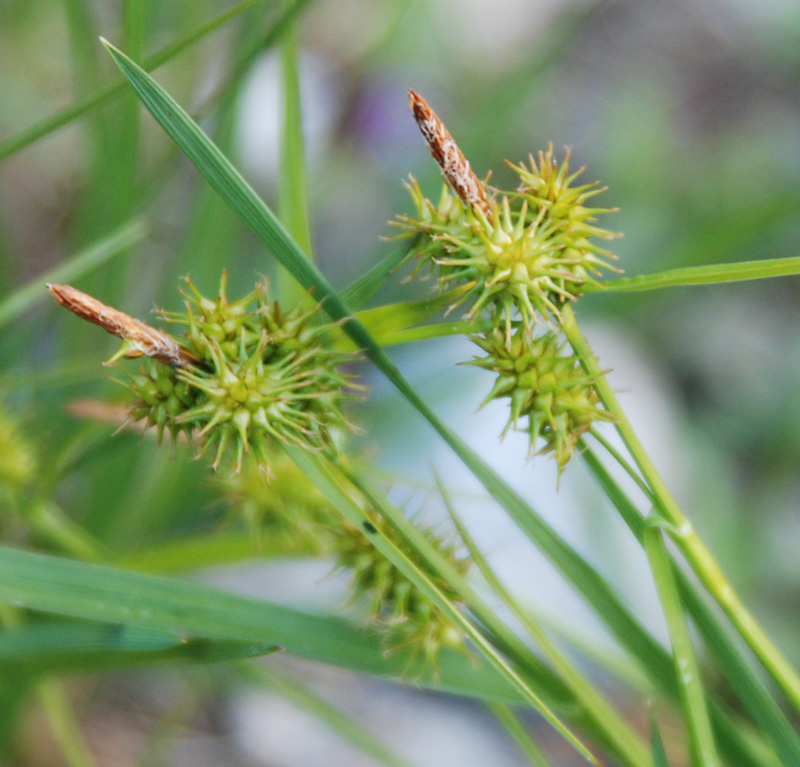 Изображение особи Carex flava.