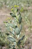 Haplophyllum acutifolium