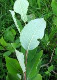 Salix caprea