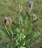 Astragalus austroaltaicus