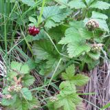 Rubus arcticus