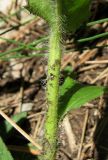 Hieracium scabiosum. Часть стебля. Крым, окр. Ялты, ущелье Уч-Кош. 10 сентября 2012 г.