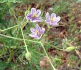 Erodium stephanianum. Соцветия. Киргизия, северный берег оз. Иссык-Куль, окр. пос. Чолпон-Ата. 10.08.2011.