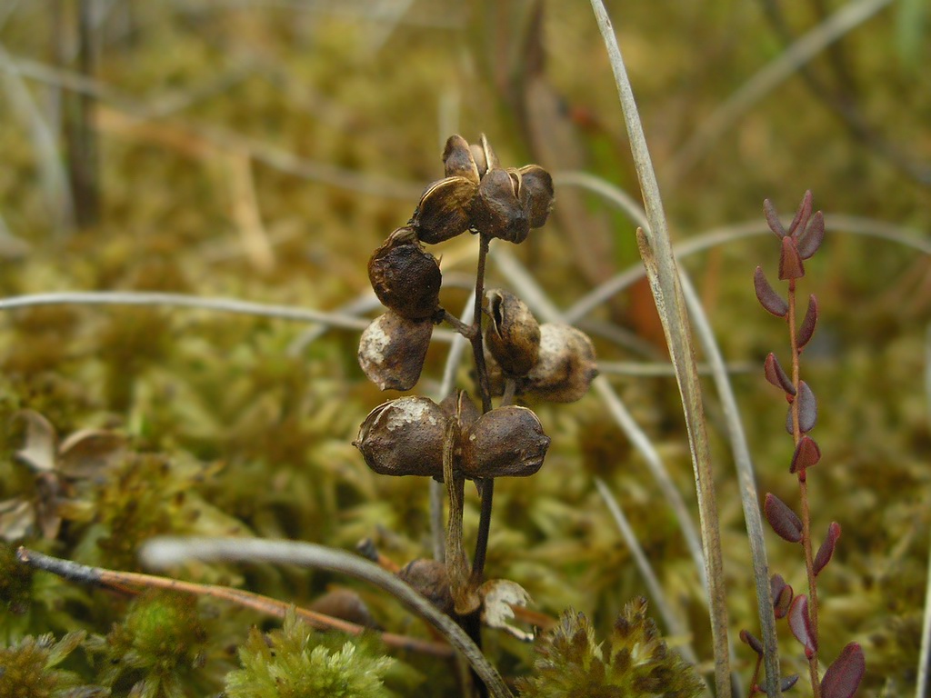 Изображение особи Scheuchzeria palustris.