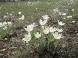 Pulsatilla patens