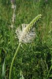 Plantago urvillei. Соцветие. Крым, окр. с. Перевальное, ур. Аян, луг. 17 мая 2013 г.