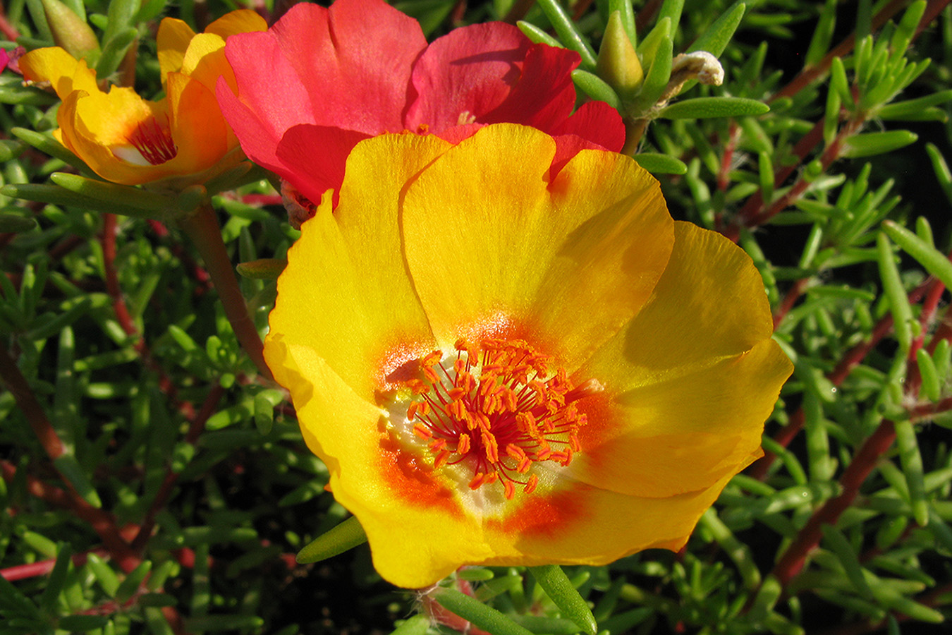 Изображение особи Portulaca grandiflora.