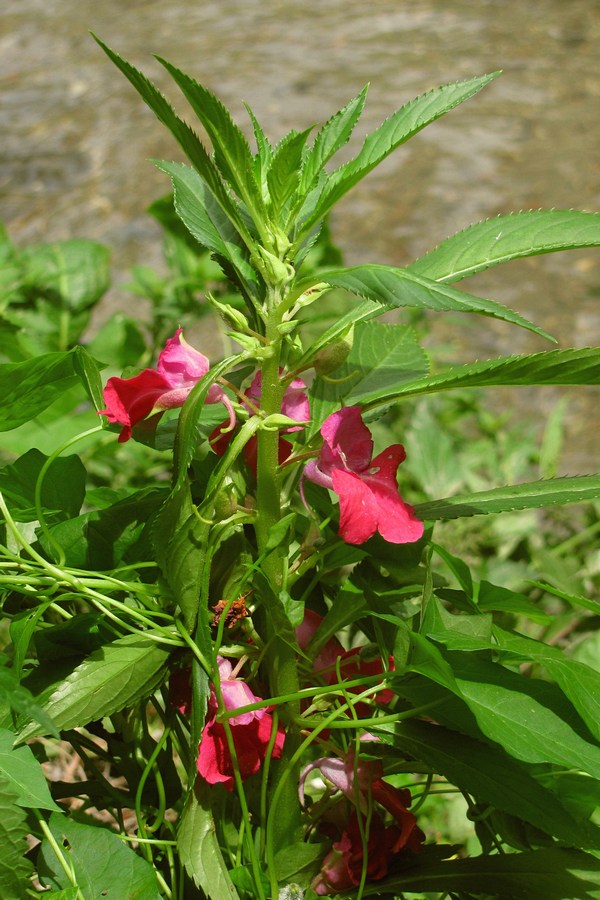 Image of Impatiens balsamina specimen.