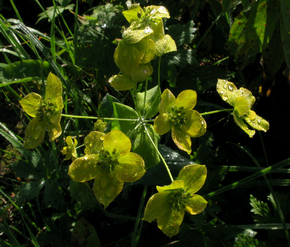 Изображение особи Bupleurum aureum ssp. porfirii.