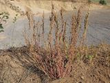 Chenopodium album