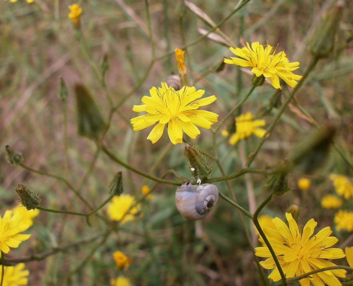 Изображение особи Crepis setosa.