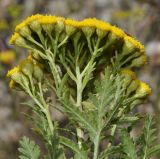 Tanacetum vulgare