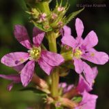 Lythrum salicaria