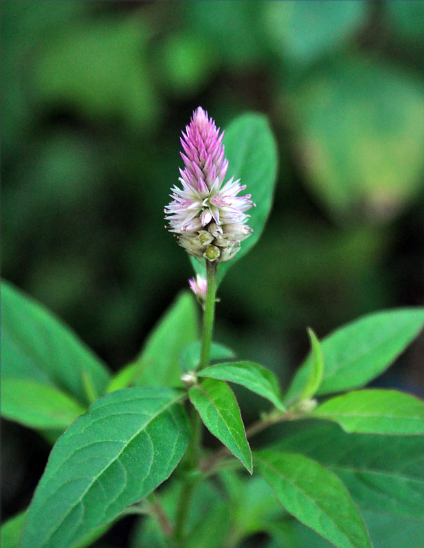 Изображение особи Celosia spicata.