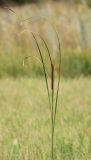 Typha angustifolia