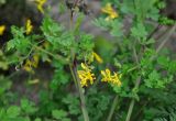 Corydalis ochotensis. Часть побега с соцветиями. Приморье, Сихотэ-Алинский заповедник, бухта Удобная, каменистый берег озера Благодатного. 26.08.2015.