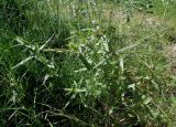Rhinanthus groenlandicus. Молодые растения. Мурманск, мкр-н Росляково, обочина просёлка на окраине. 27.06.2016.