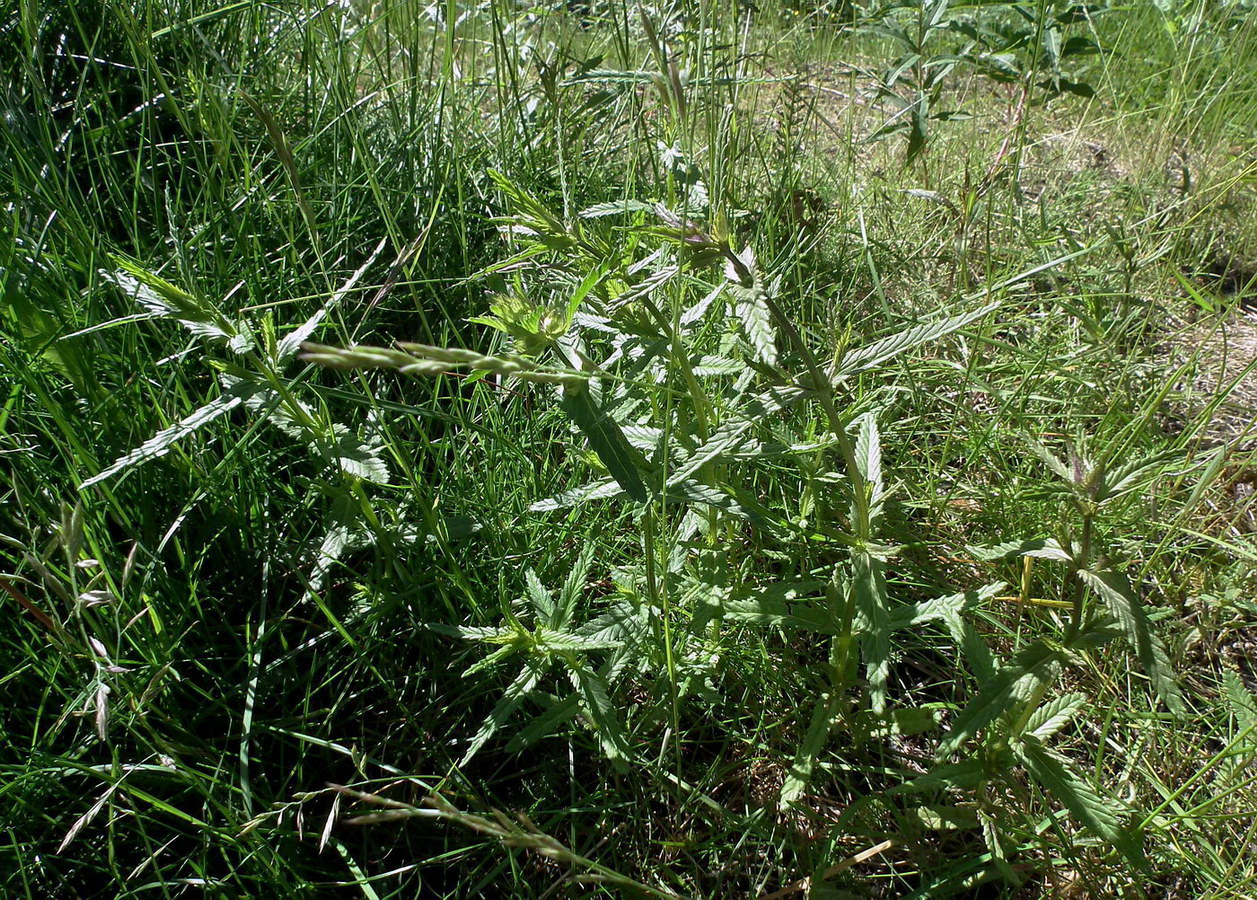 Изображение особи Rhinanthus groenlandicus.