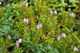 Phyllodoce caerulea. Цветущие растения в сообществе с Vaccinium vitis-idaea. Мурманская обл., Кольский р-н, окр. пос. Дальние Зеленцы, кут Ярнышной губы, заросший откос у дороги. 28.07.2016.