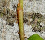 Hedera colchica