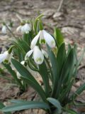 Galanthus caucasicus. Цветущие растения с аномальной окраской венчика. Ставропольский край, окр. Ставрополя, Русский лес. 24.03.2010.