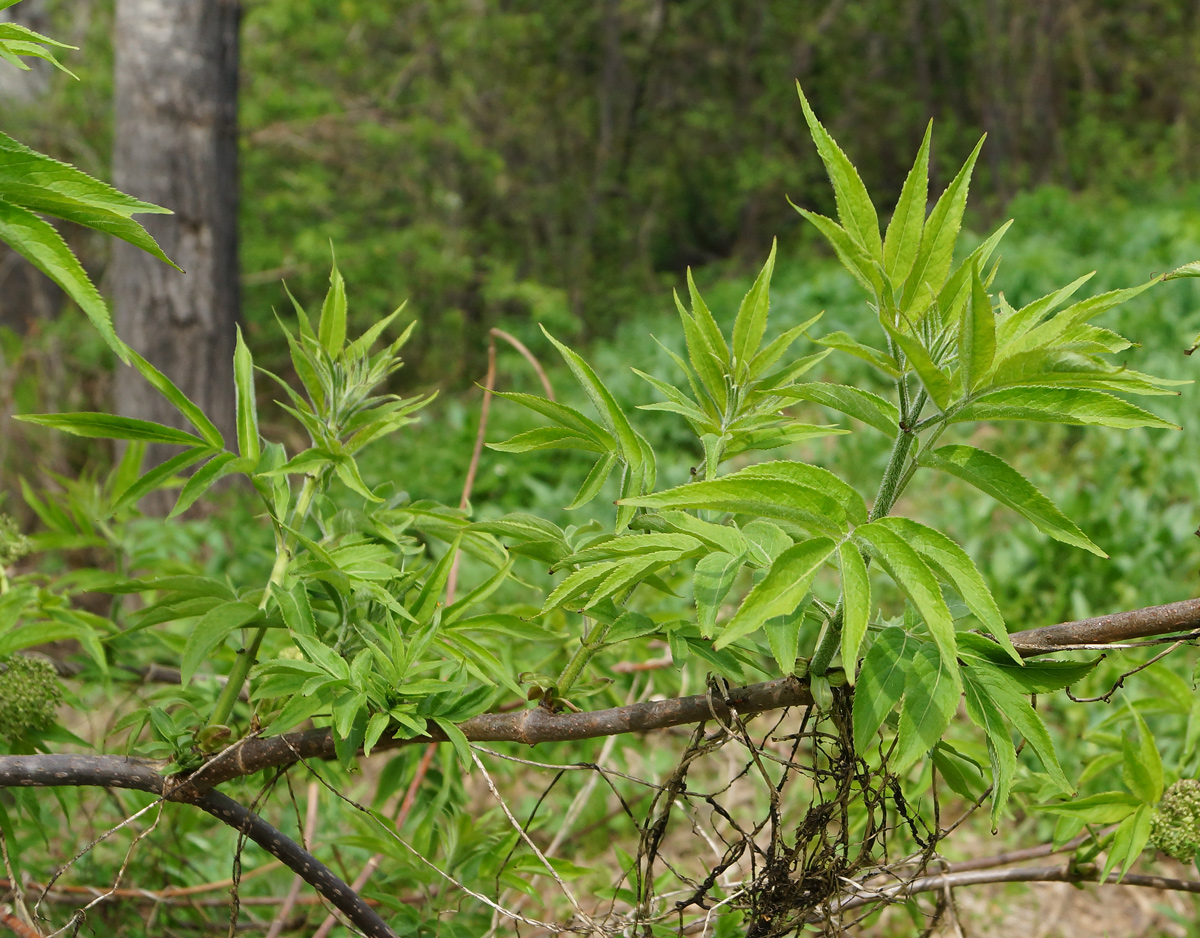 Image of Sambucus sibirica specimen.