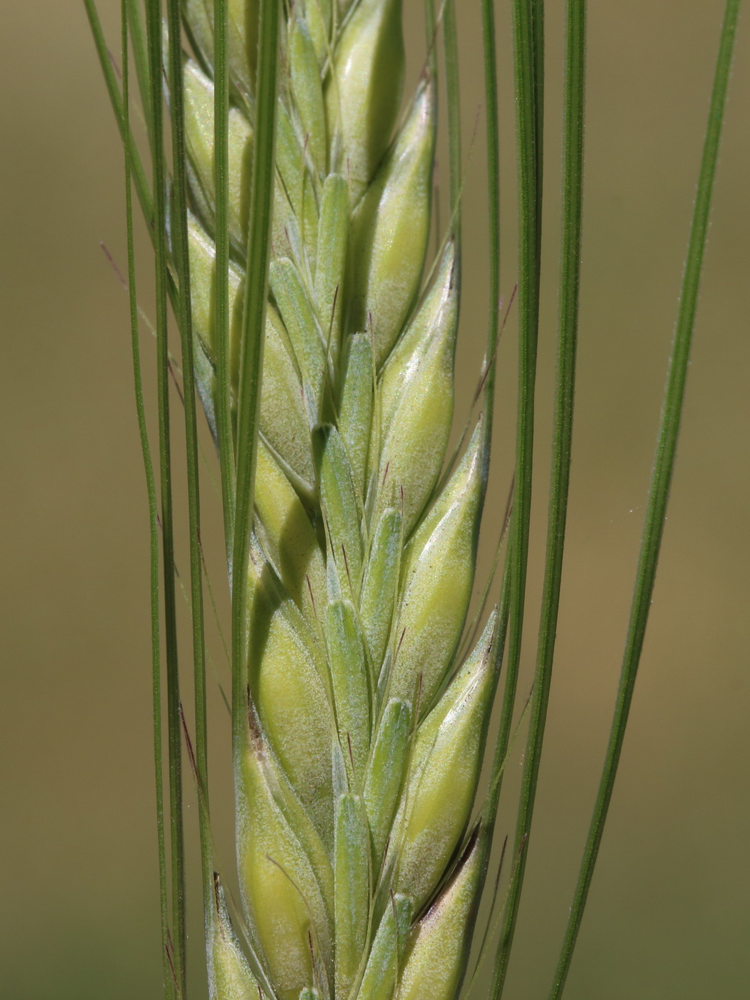 Ячмень двурядный (Hordeum distichon)