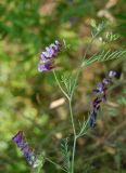 Vicia villosa