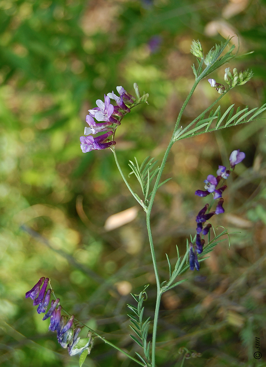 Изображение особи Vicia villosa.