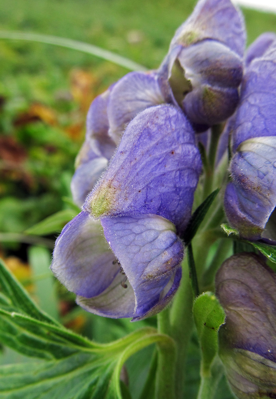 Изображение особи Aconitum maximum.