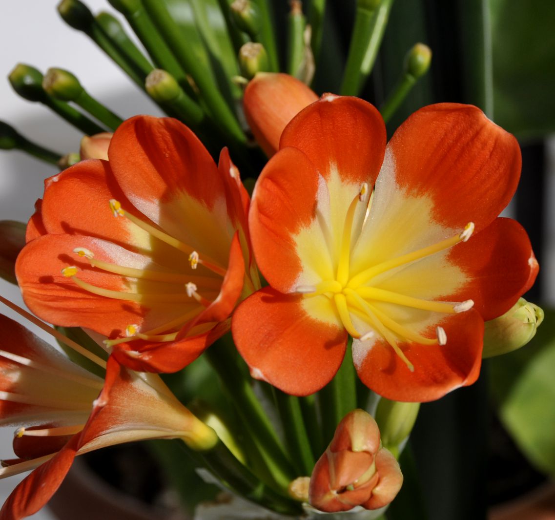 Изображение особи Clivia miniata.