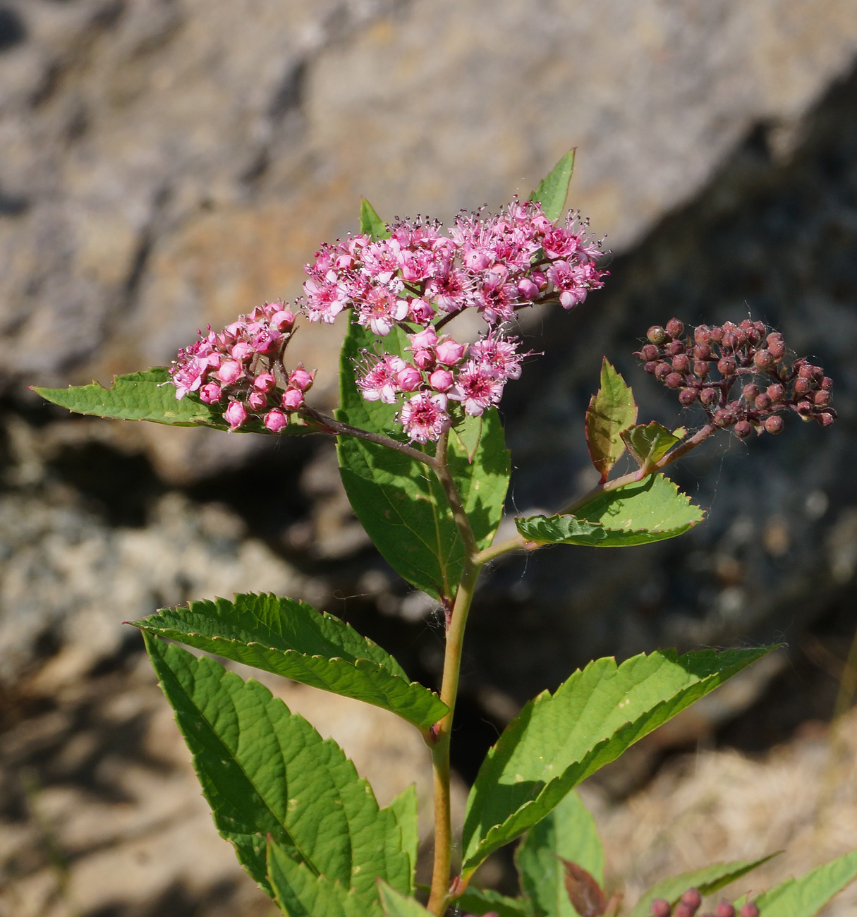 Изображение особи Spiraea japonica.