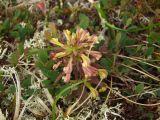 Pedicularis labradorica. Цветущее растение (вид сверху). Магаданская обл., окр. г. Магадан, п-ов Старицкого, приснежная лужайка. 12.07.2017.