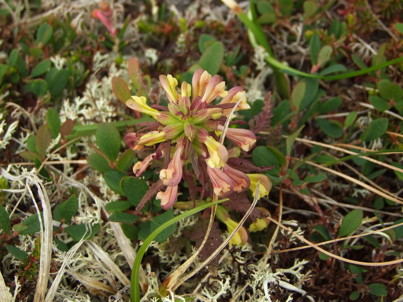 Изображение особи Pedicularis labradorica.