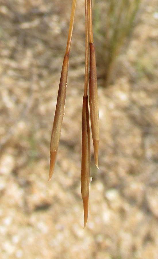 Изображение особи Stipa borysthenica.