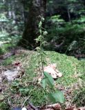 Epipactis helleborine