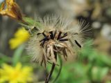 Hieracium umbellatum. Соплодие. Краснодарский край, Абинский р-н, окр. пос. Новый, скалы Новые. 26.09.2018.