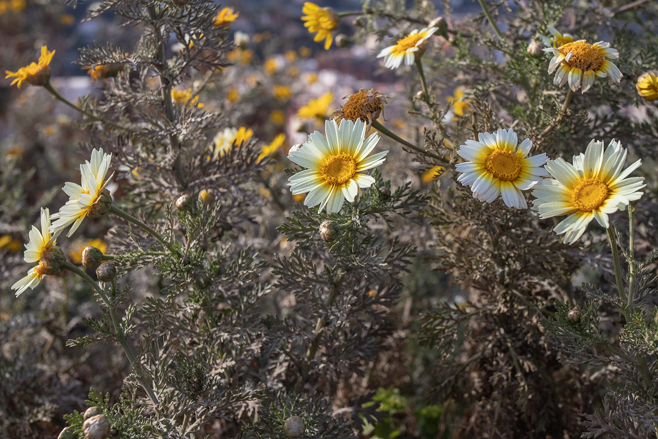 Изображение особи Glebionis coronaria.