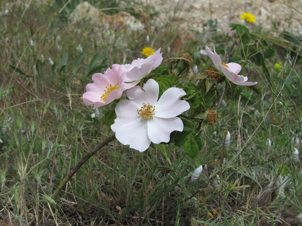 Изображение особи Rosa pygmaea.