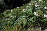 Heracleum stevenii