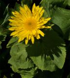 Doronicum altaicum. Соцветие и листья. Алтайский край, Чарышский р-н, верховья руч. Большой Тигрек 15 июня 2010 г.