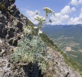 Seseli gummiferum. Цветущее растение. Южный Берег Крыма, сев.-вост. склон горы Аю-Даг, скальник. 06.08.2019.