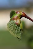 Tilia cordifolia. Верхушка веточки с распускающимися листьями. Санкт-Петербург, Пушкинский р-н, Павловский парк, р-н \"Большой звезды\", лужайка. 09.05.2019.