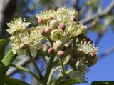 Sorbus domestica. Верхушка соцветия. Испания, автономное сообщество Каталония, провинция Жирона, комарка Баш Эмпорда, муниципалитет Калонже, рудеральное местообитание. 12.04.2021.