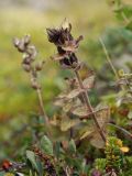 Bartsia alpina