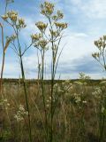 Eremogone longifolia