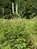 Aconitum orientale