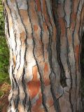 Pinus pinea. Поверхность ствола взрослого дерева. Испания, Каталония, провинция Girona, Costa Brava, Blanes, ботанический сад \"Marimurtra\". 27 октября 2008 г.
