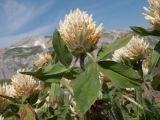 Trifolium canescens