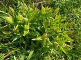 Clematis integrifolia